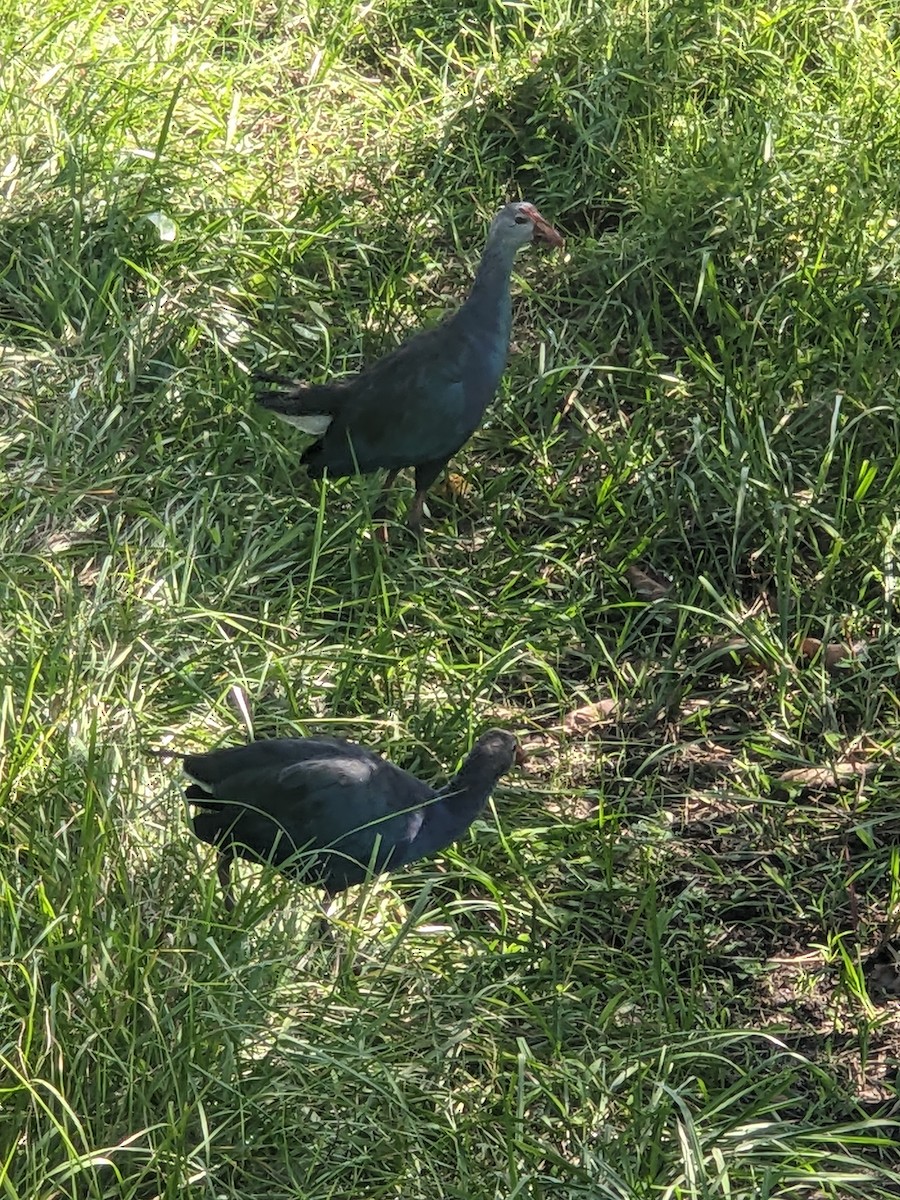 灰頭紫水雞 - ML644244951