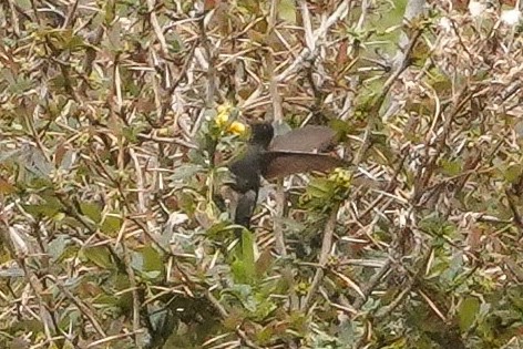 Giant Hummingbird - ML644244952