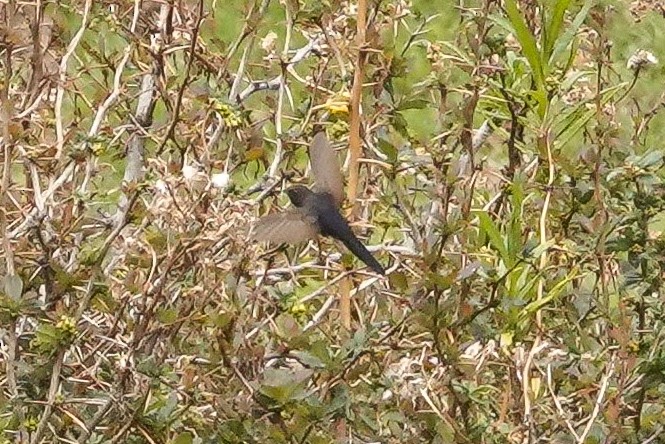 Giant Hummingbird - ML644244953