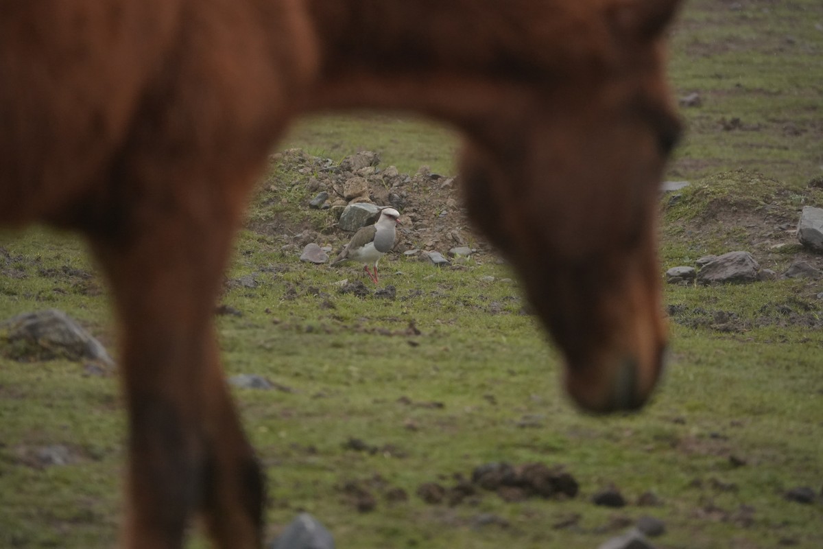 Andean Lapwing - ML644244972
