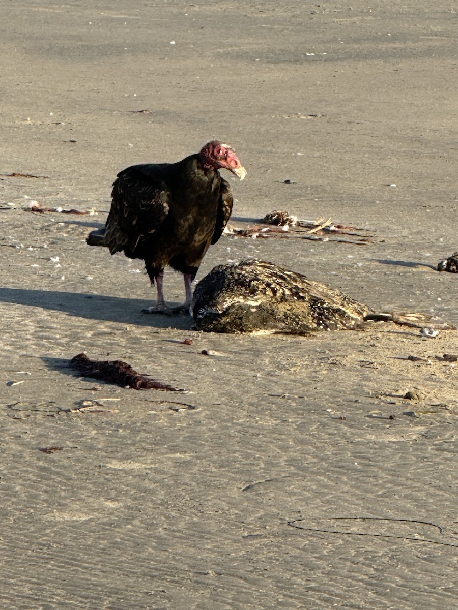 Turkey Vulture - ML644244975