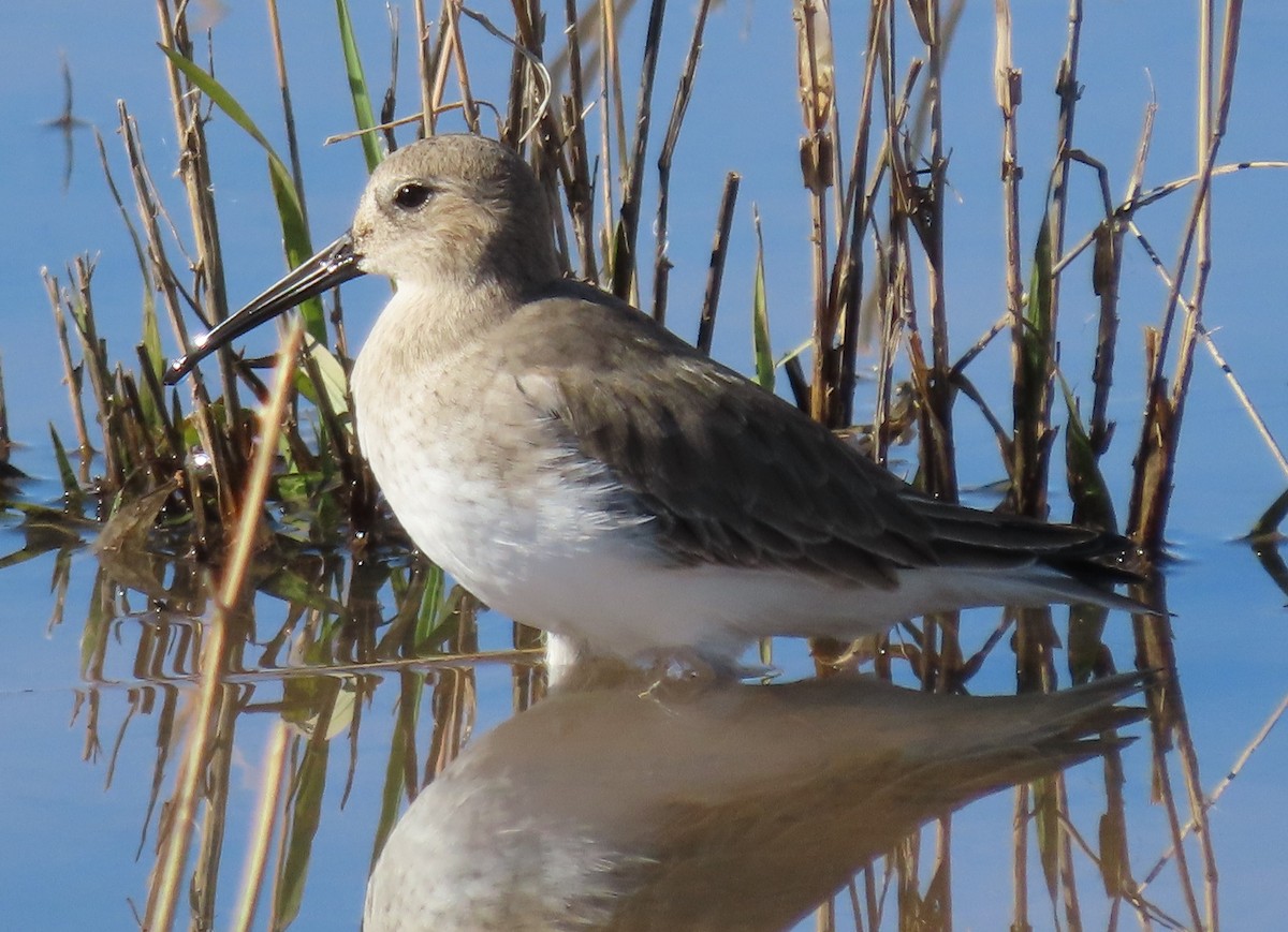 Dunlin - ML644244982