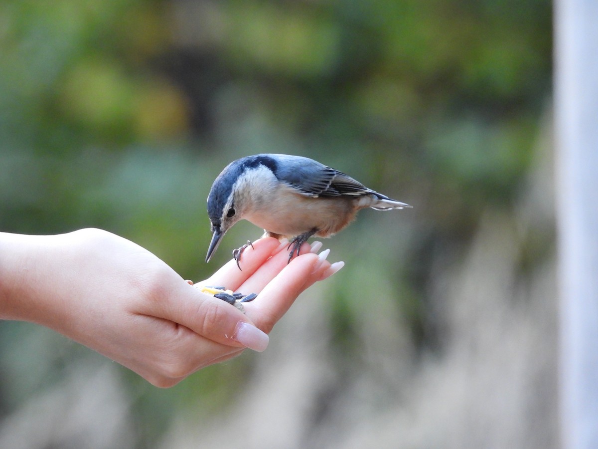 Sittelle à poitrine blanche - ML644244989