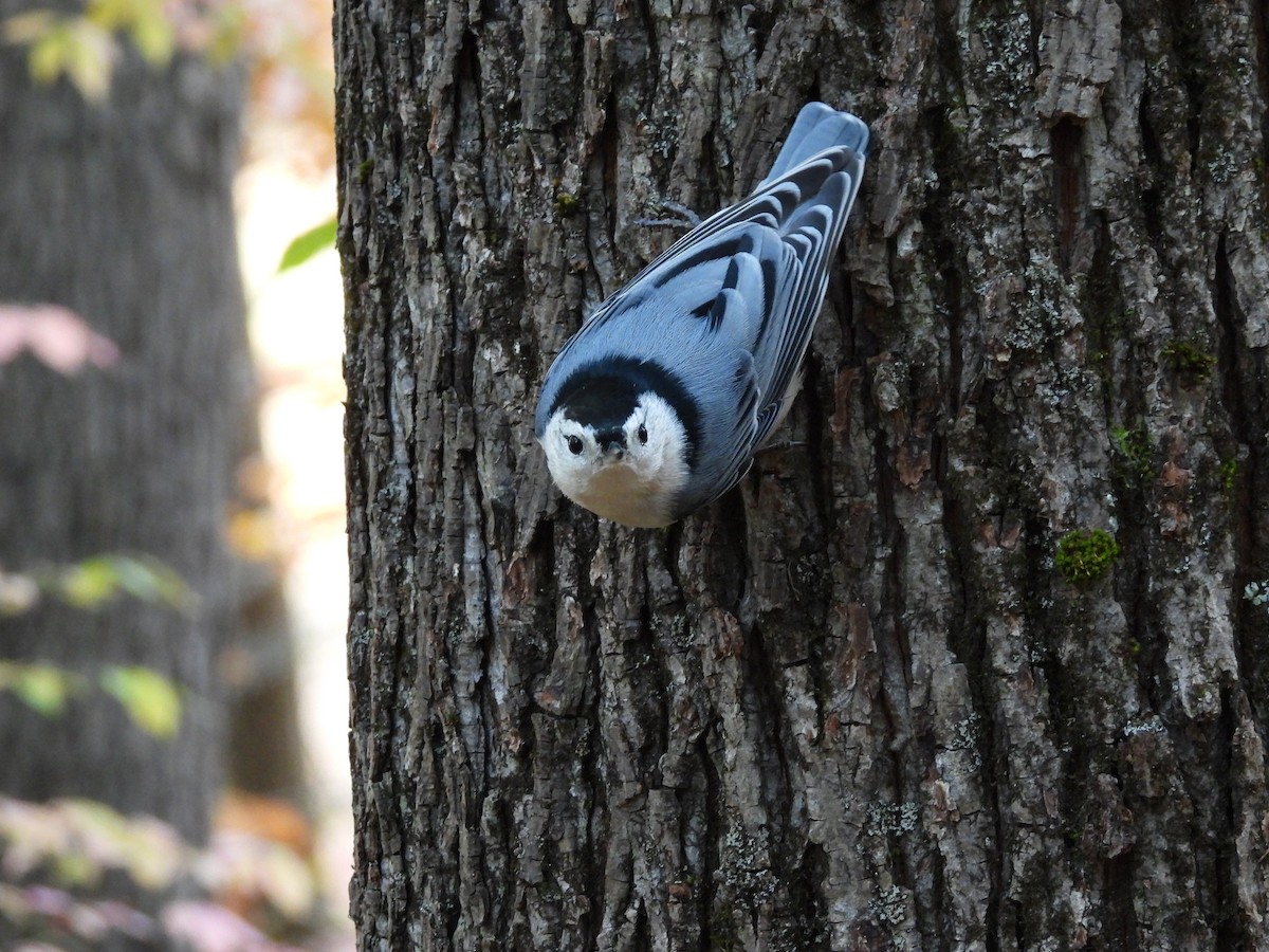Sittelle à poitrine blanche - ML644244990