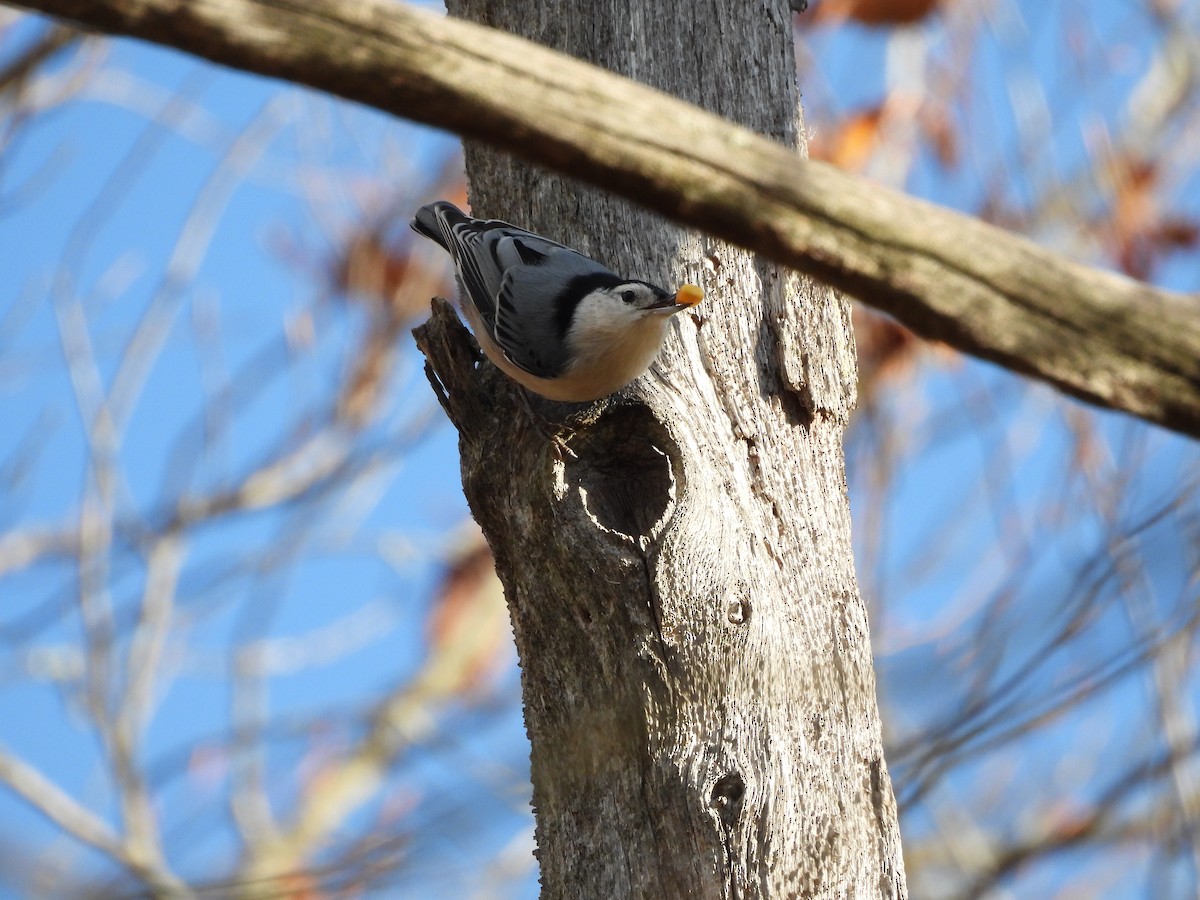 Sittelle à poitrine blanche - ML644244991