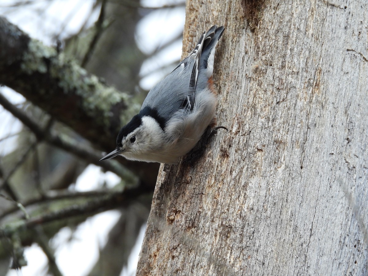Sittelle à poitrine blanche - ML644244992