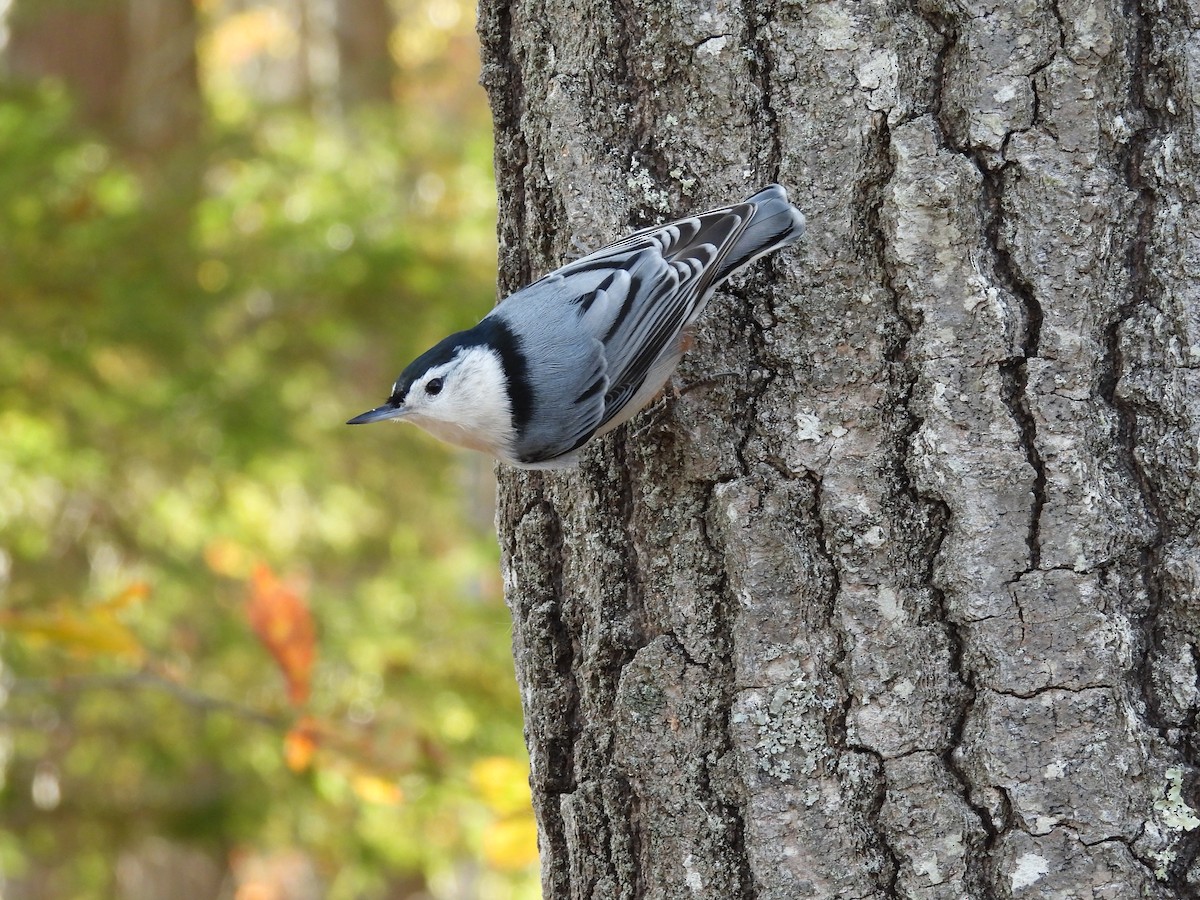 Sittelle à poitrine blanche - ML644244994