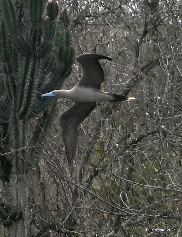 Rotfußtölpel - ML644245005