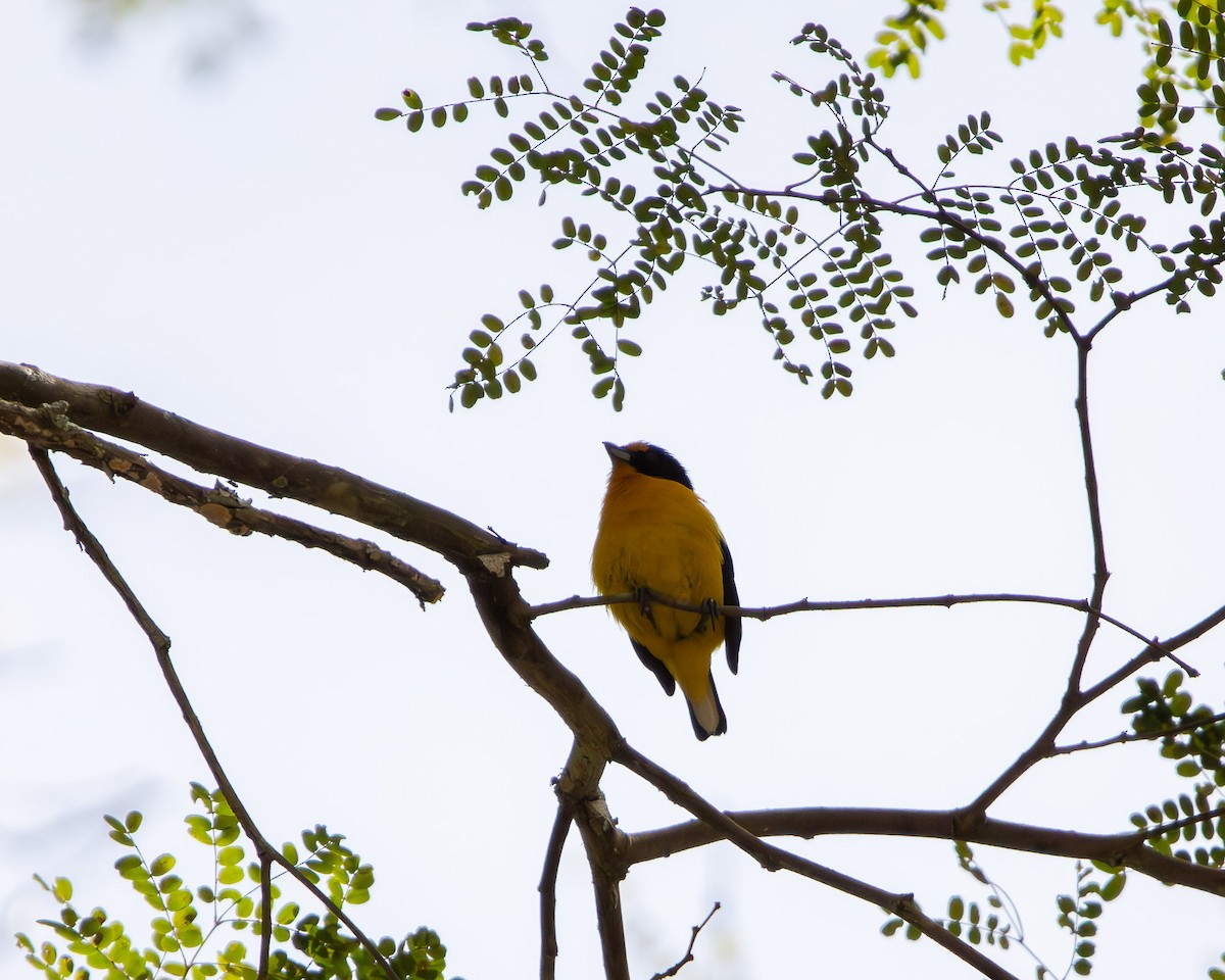 Violaceous Euphonia - ML644245006