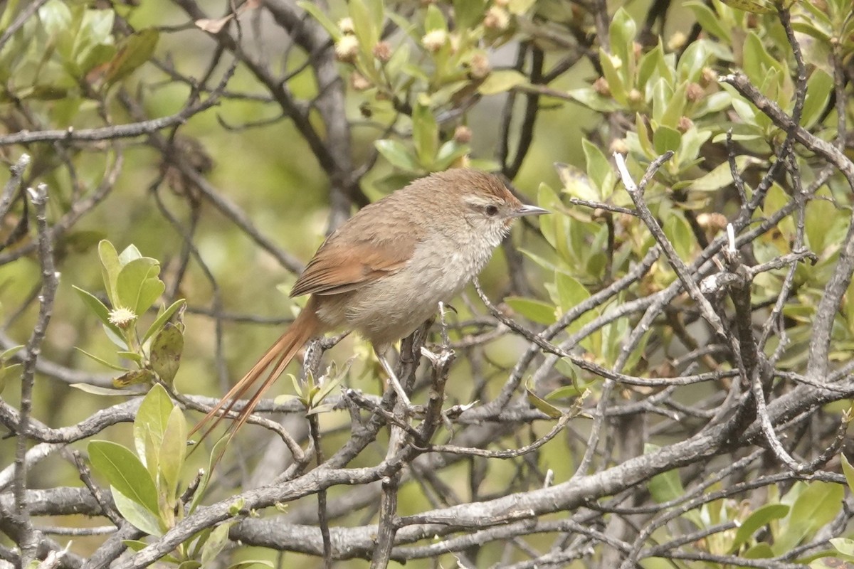 Rusty-fronted Canastero - ML644245022