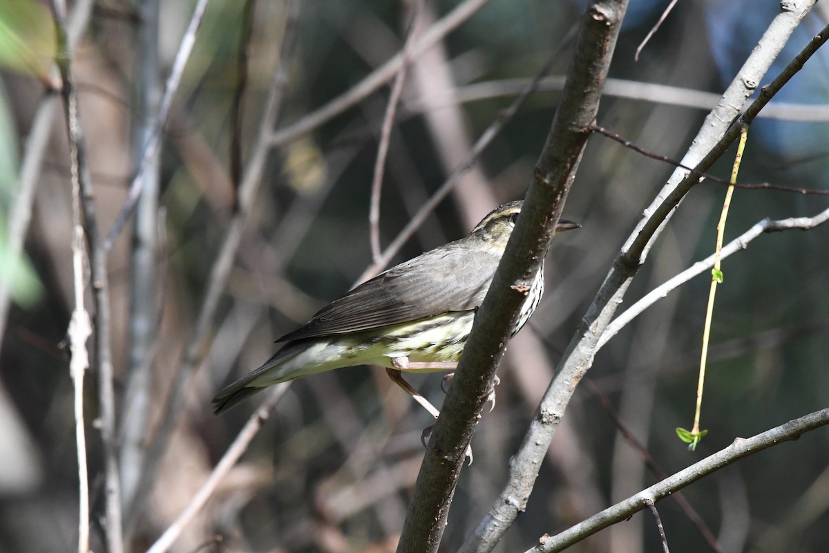 Northern Waterthrush - ML644245023