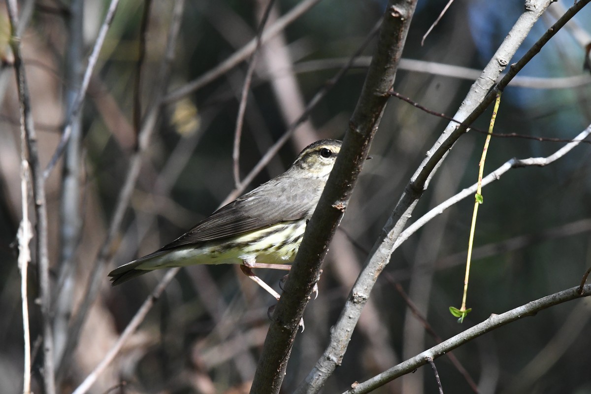 Northern Waterthrush - ML644245024