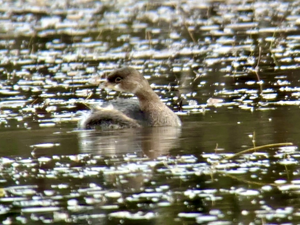 Kalın Gagalı Batağan - ML644245041