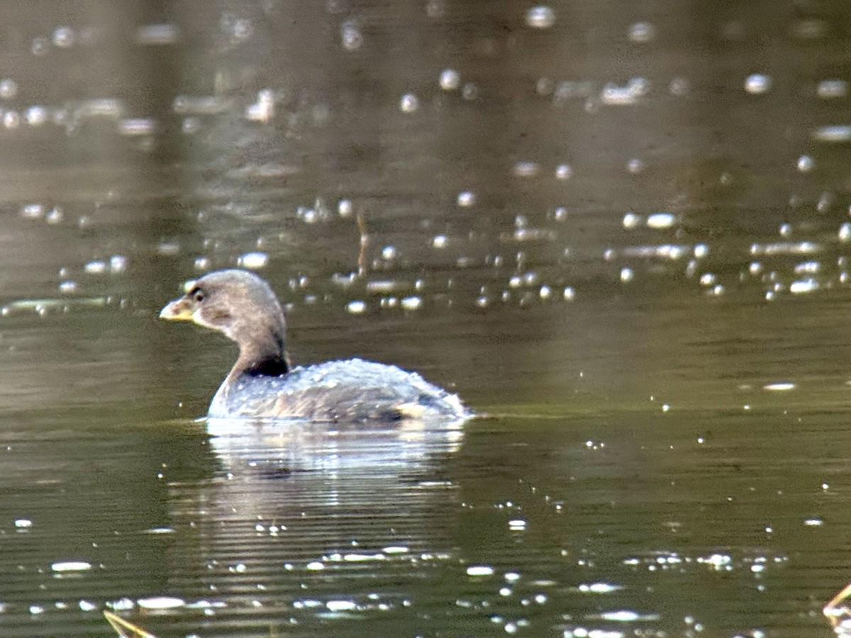 Kalın Gagalı Batağan - ML644245042