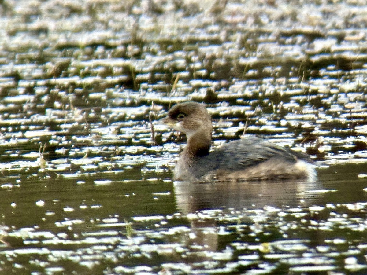 Kalın Gagalı Batağan - ML644245043