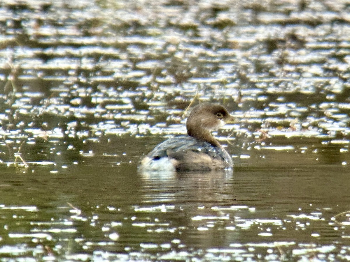 Kalın Gagalı Batağan - ML644245044