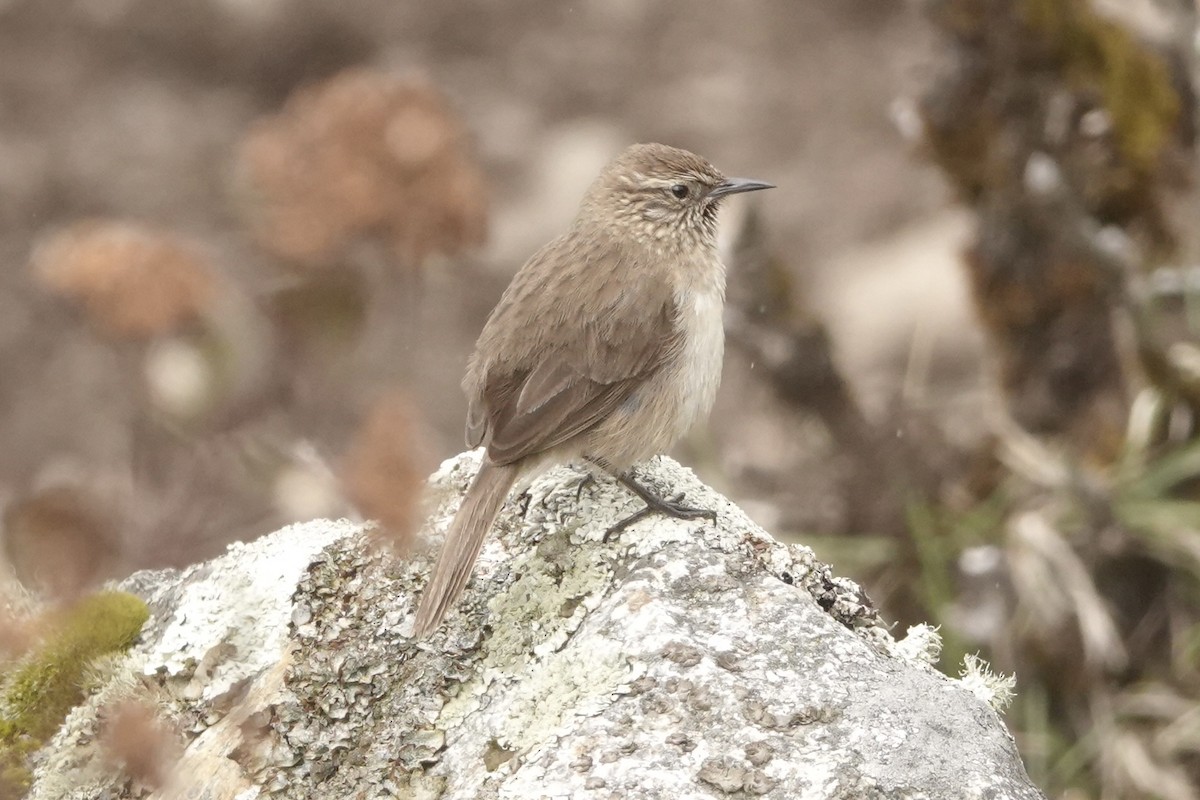 Streak-throated Canastero - ML644245047