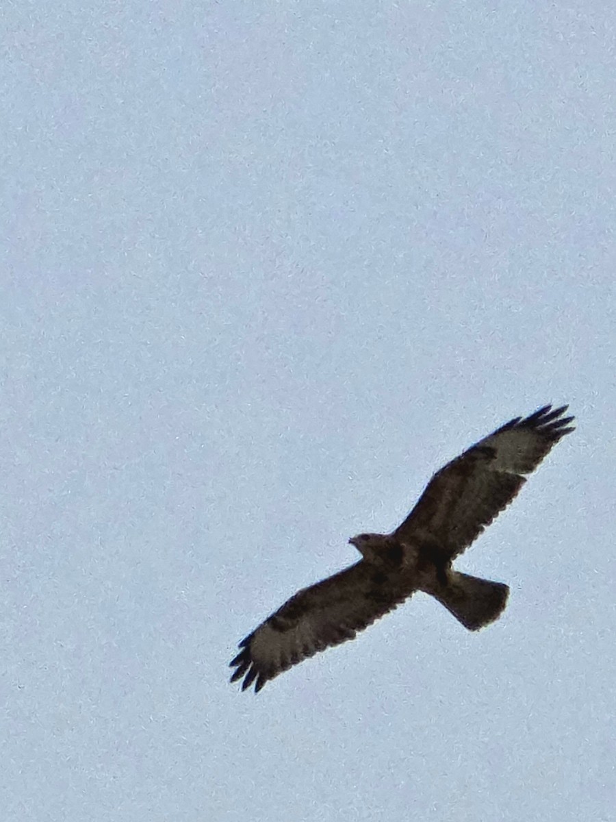 Канюк (vulpinus/menetriesi) - ML644245073