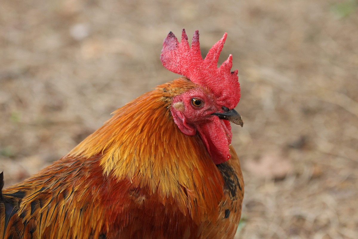 セキショクヤケイ（家畜） - ML644245077