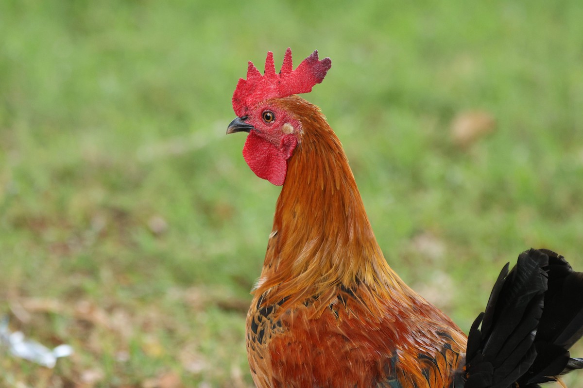 セキショクヤケイ（家畜） - ML644245078