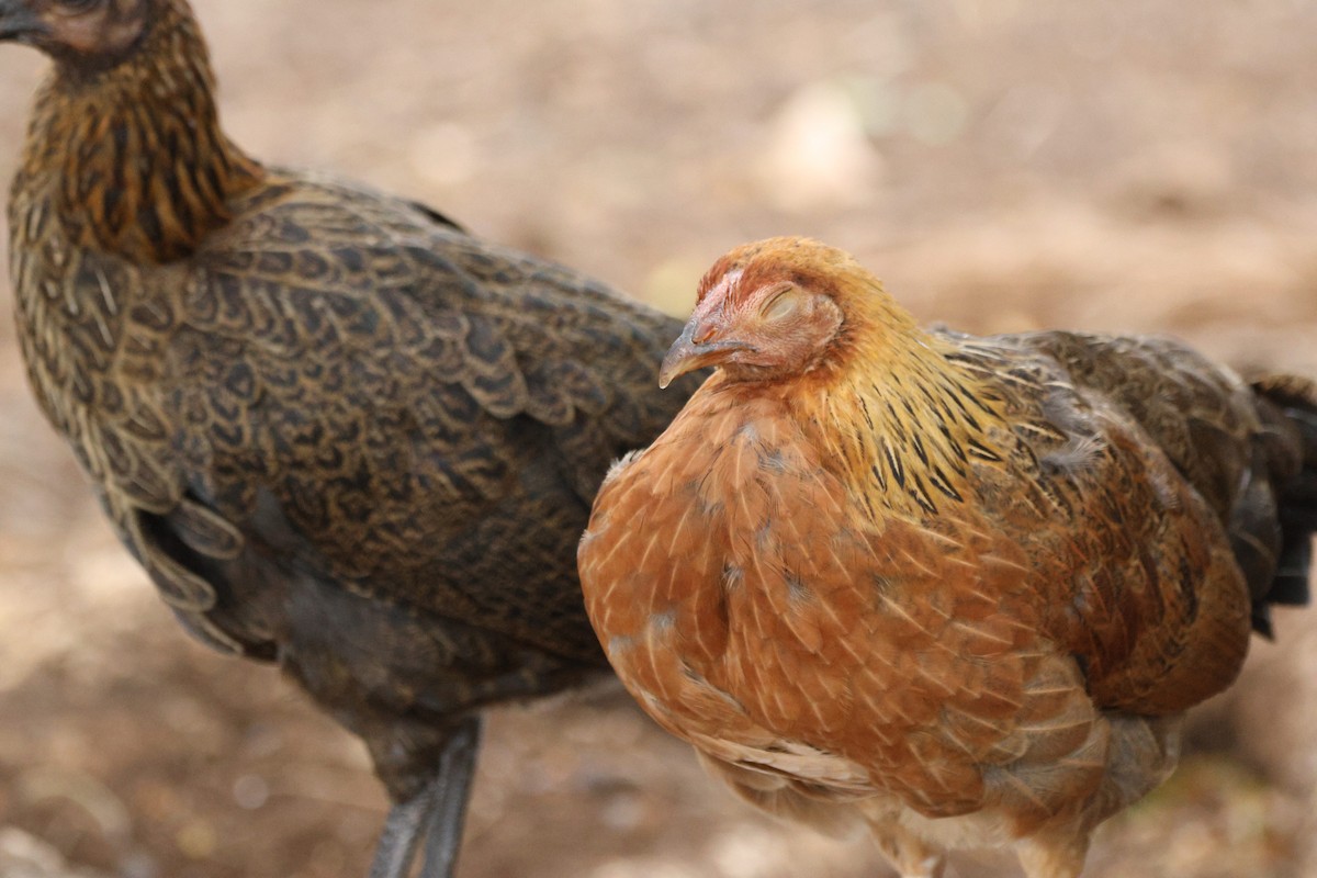 セキショクヤケイ（家畜） - ML644245079