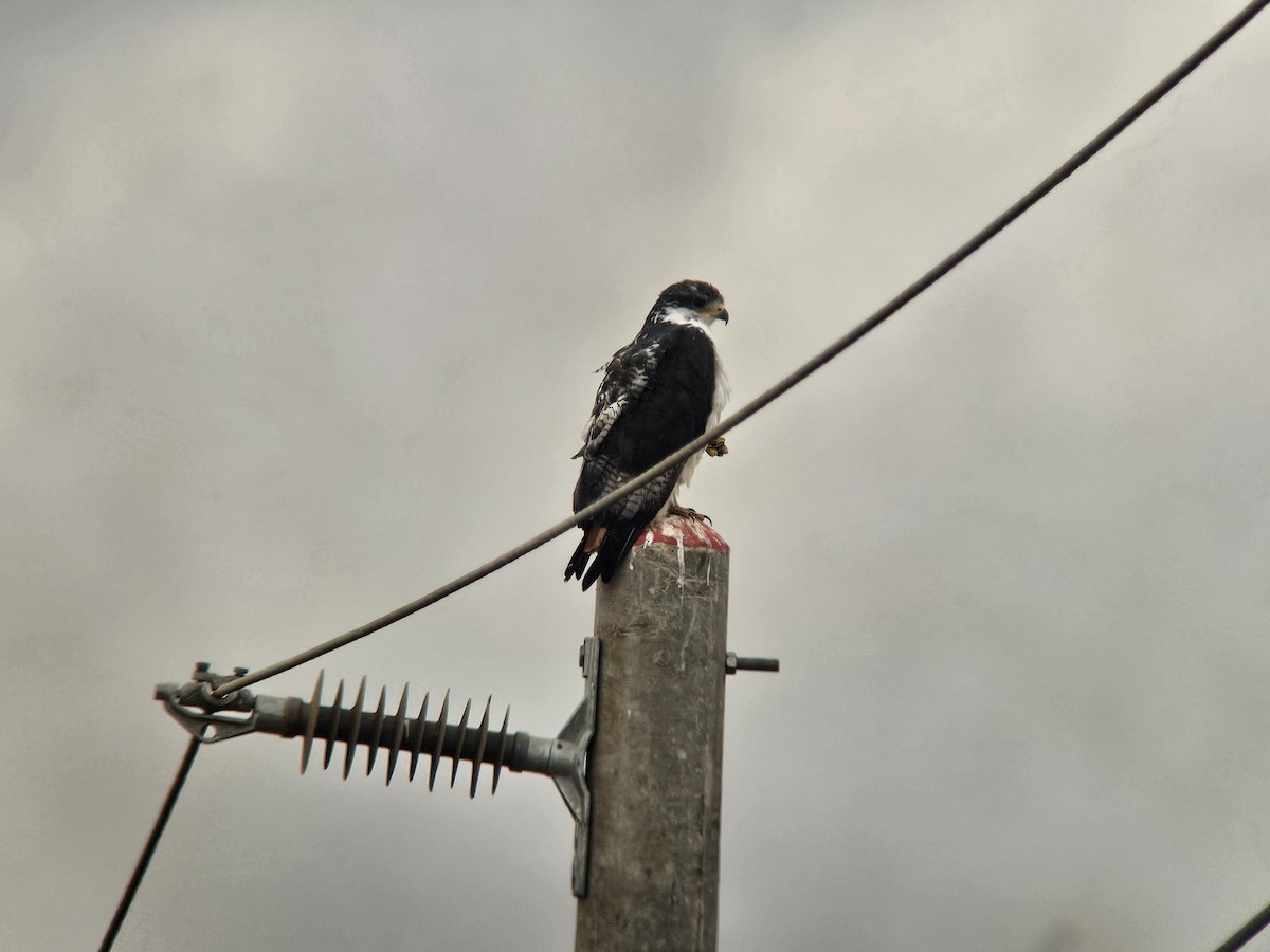 Augur Buzzard - ML644245080