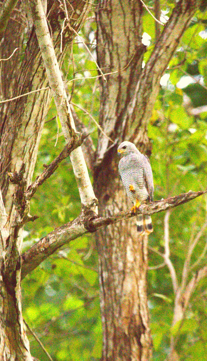 Канюк мексиканський - ML644245095