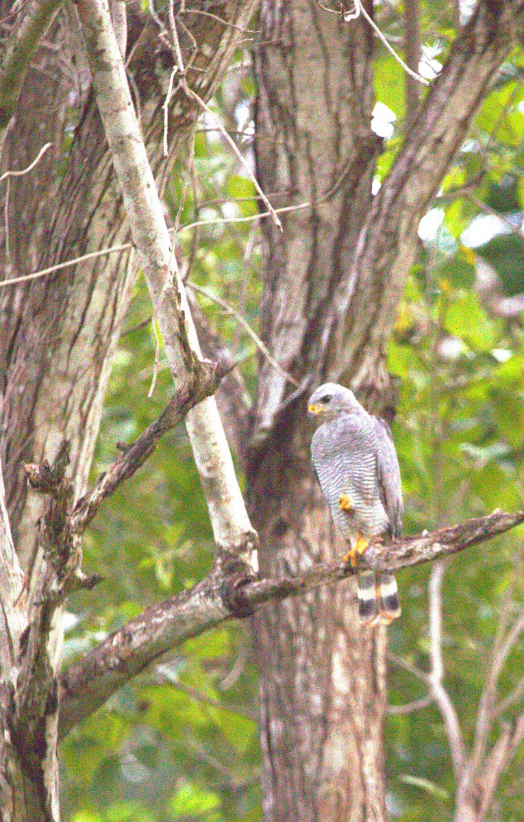 Канюк мексиканський - ML644245096