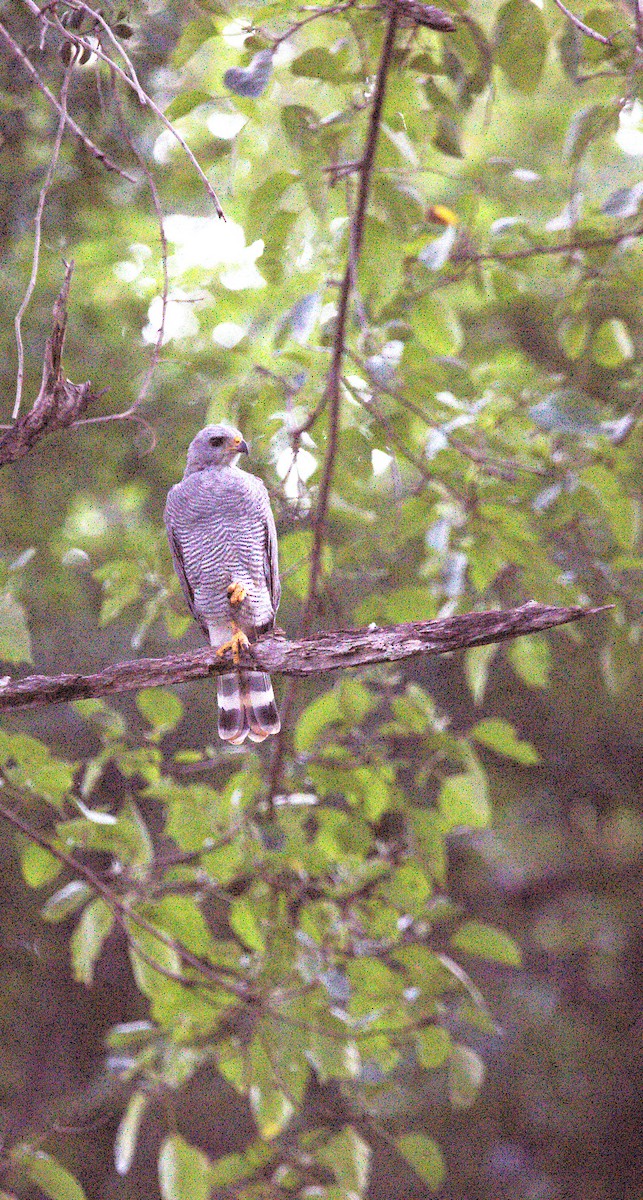 Канюк мексиканський - ML644245098