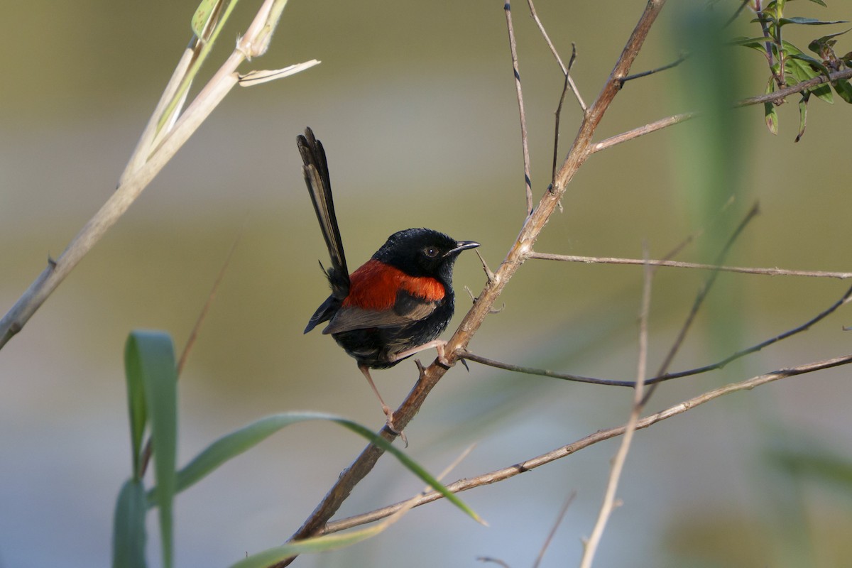 Red-backed Fairywren - ML644245100