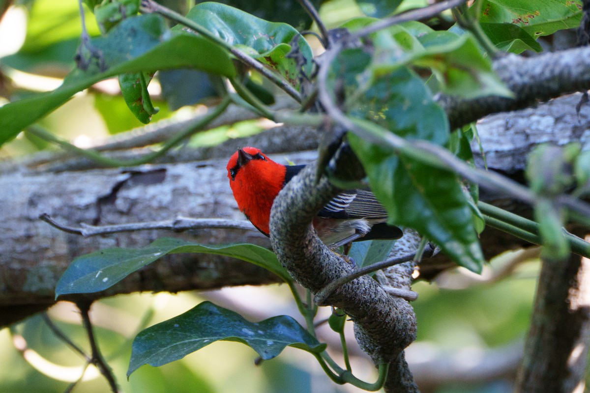 クレナイミツスイ - ML644245105