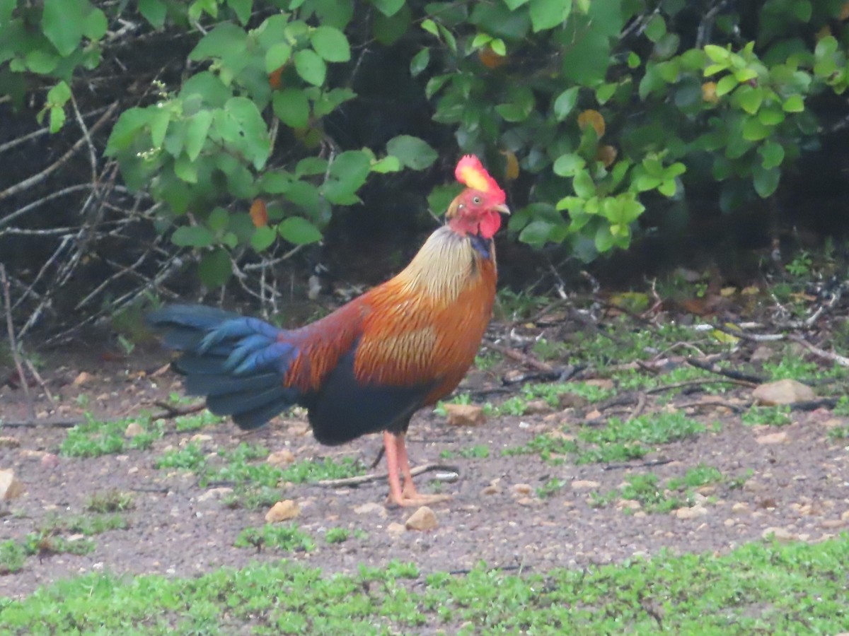 Sri Lanka Junglefowl - ML644245131