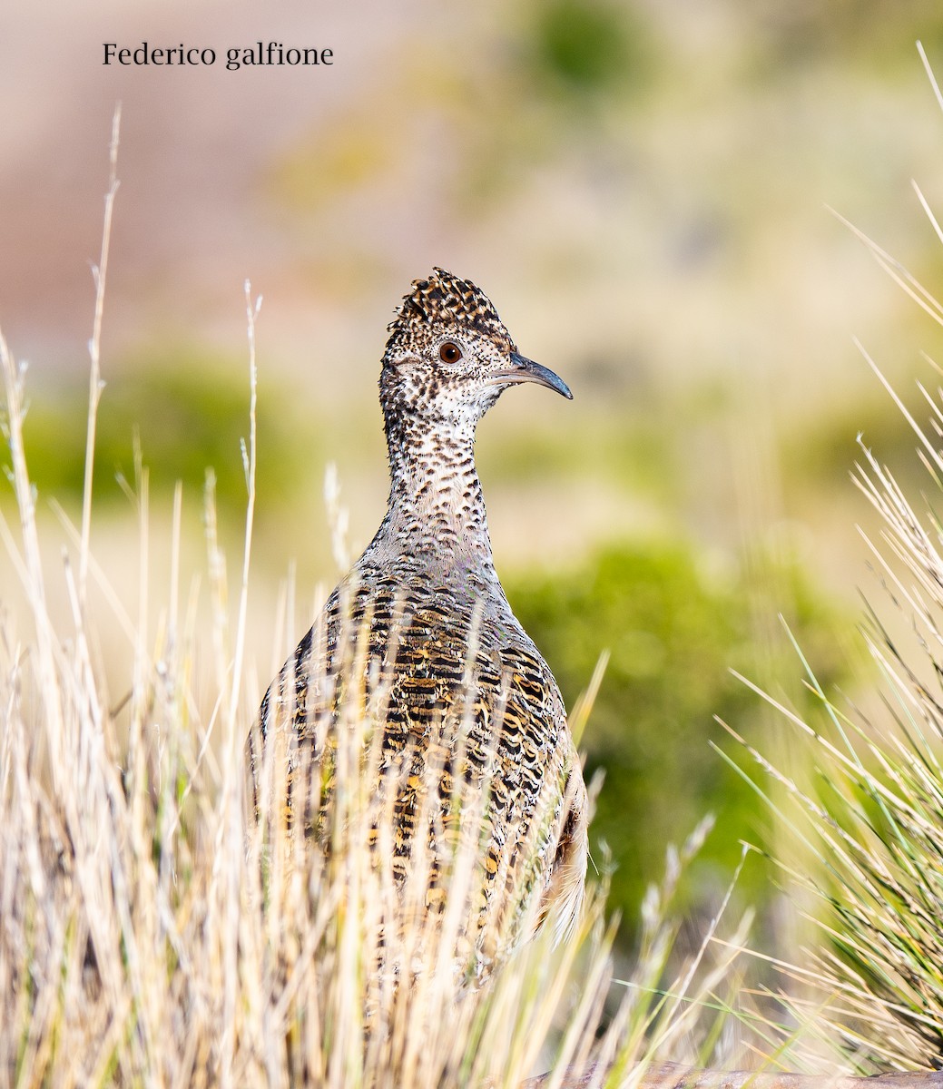 Ornate Tinamou - ML644245132