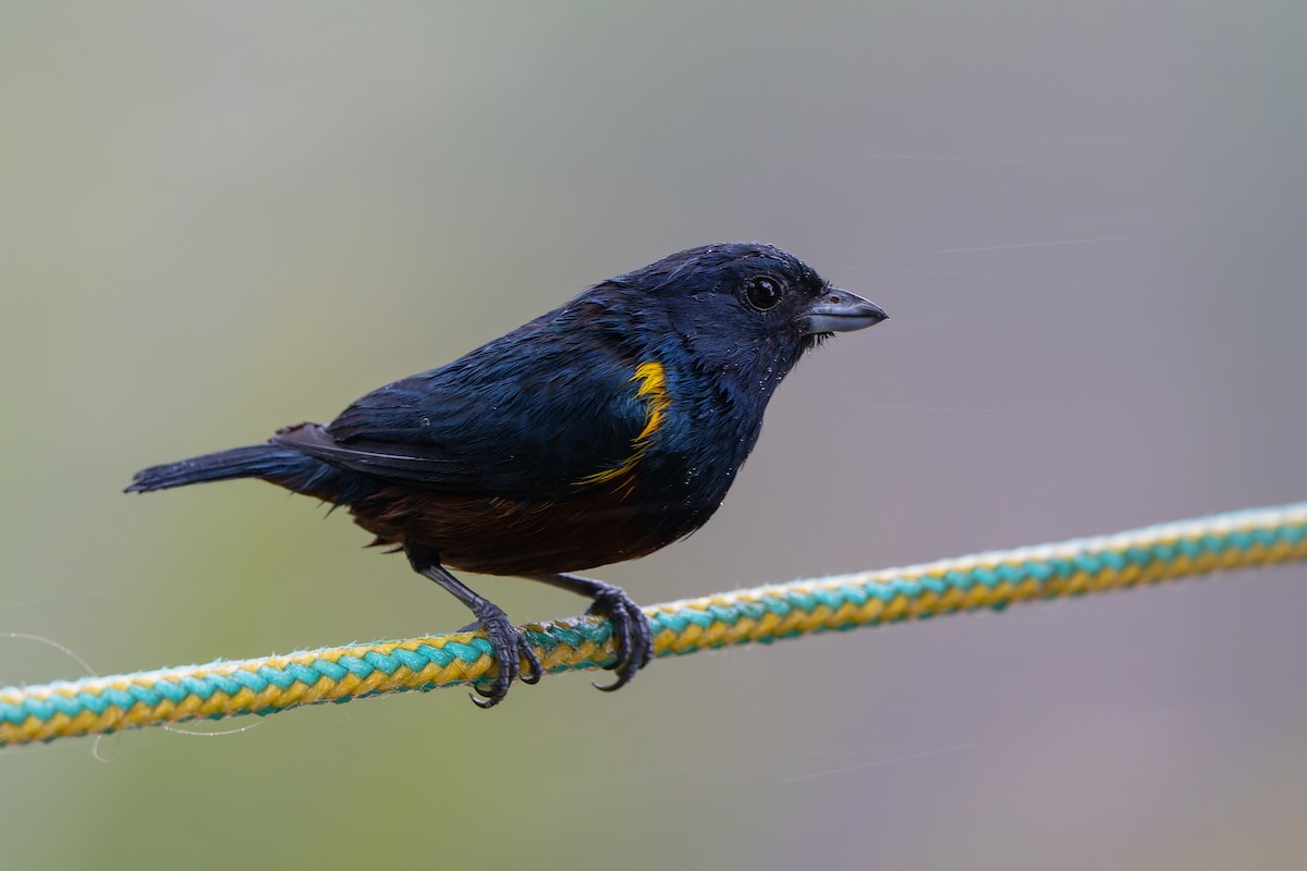 Chestnut-bellied Euphonia - ML644245140