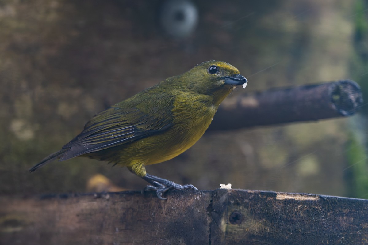 Violaceous Euphonia - ML644245141