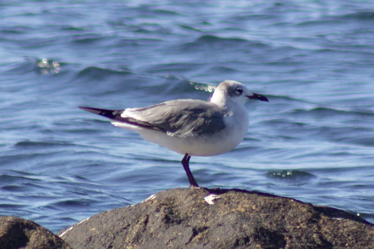 ワライカモメ - ML644245146