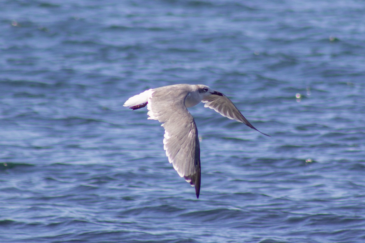 ワライカモメ - ML644245148