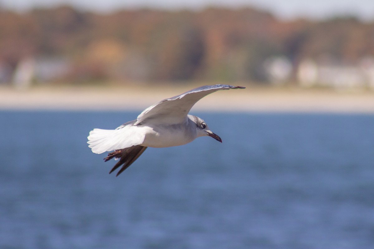 ワライカモメ - ML644245150