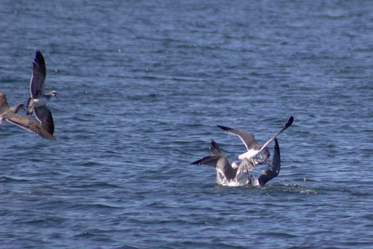 ワライカモメ - ML644245151