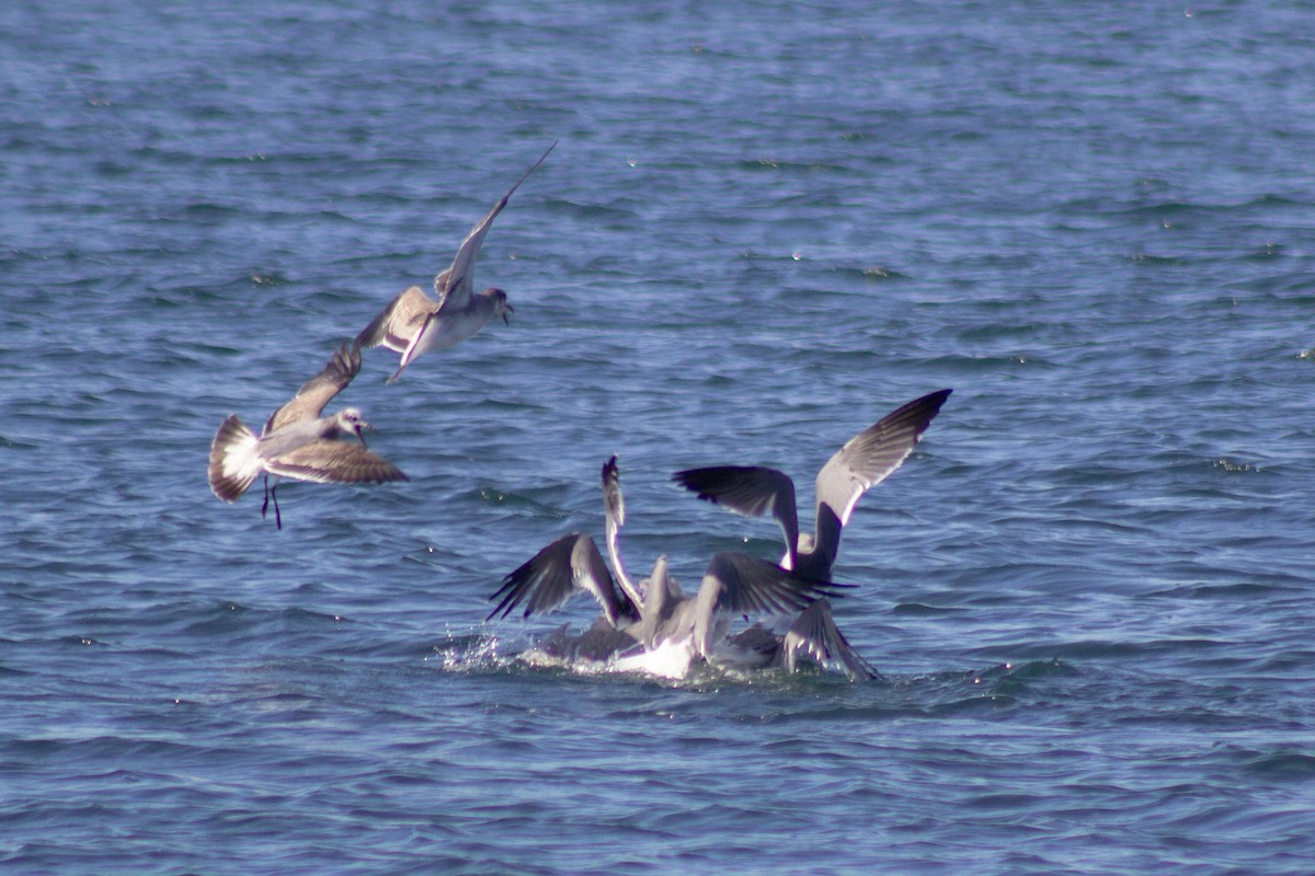 ワライカモメ - ML644245152