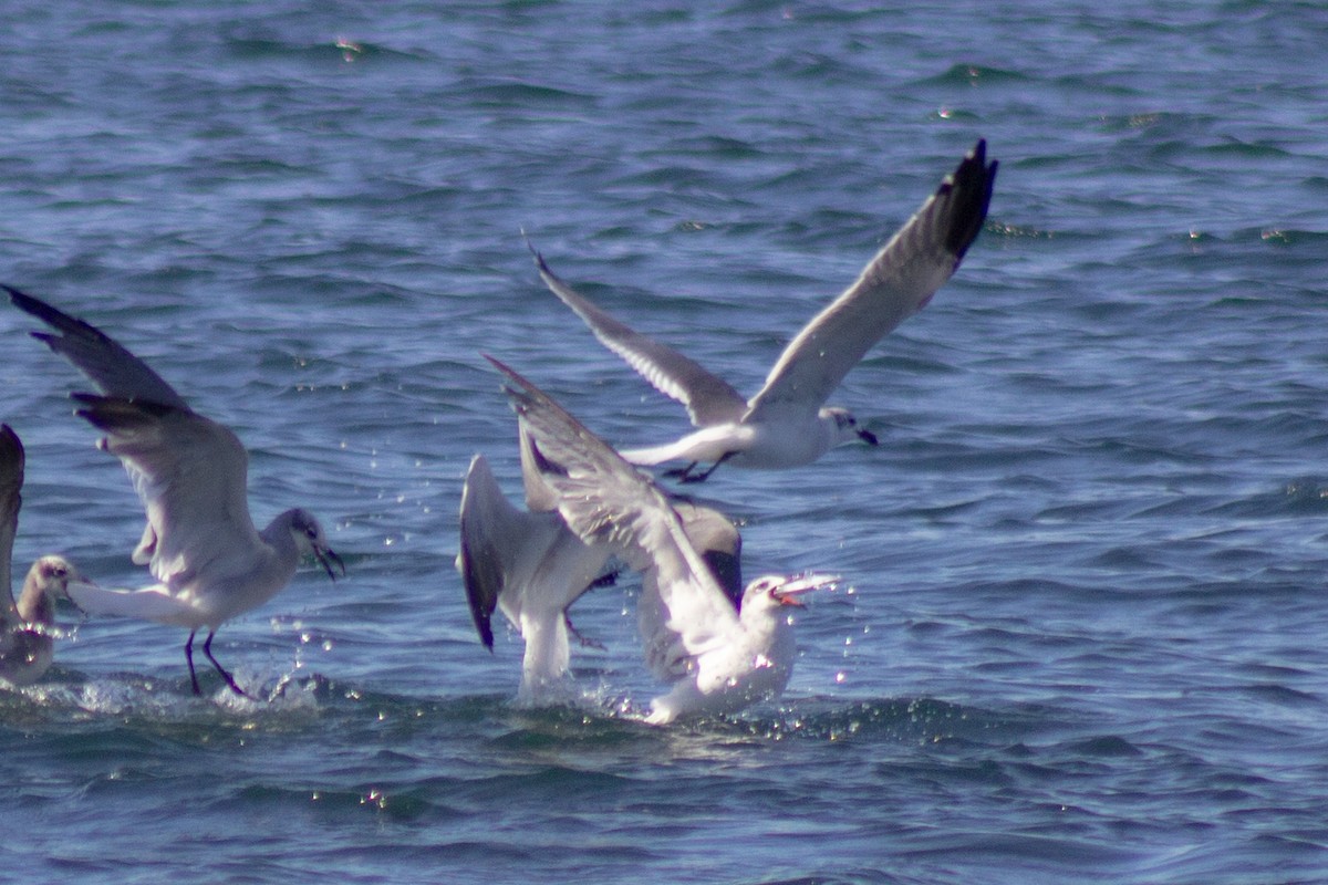 ワライカモメ - ML644245153