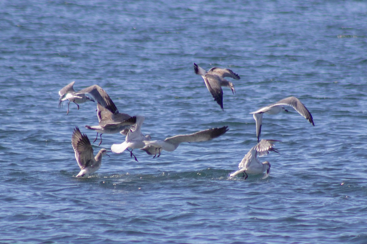 ワライカモメ - ML644245155