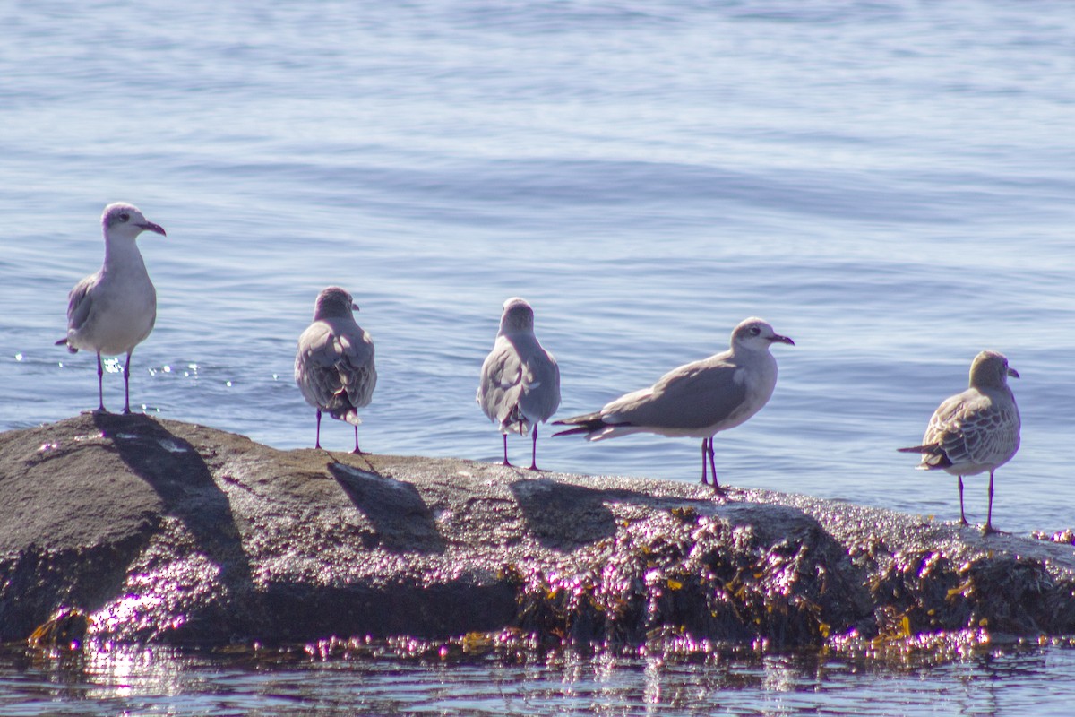 ワライカモメ - ML644245157