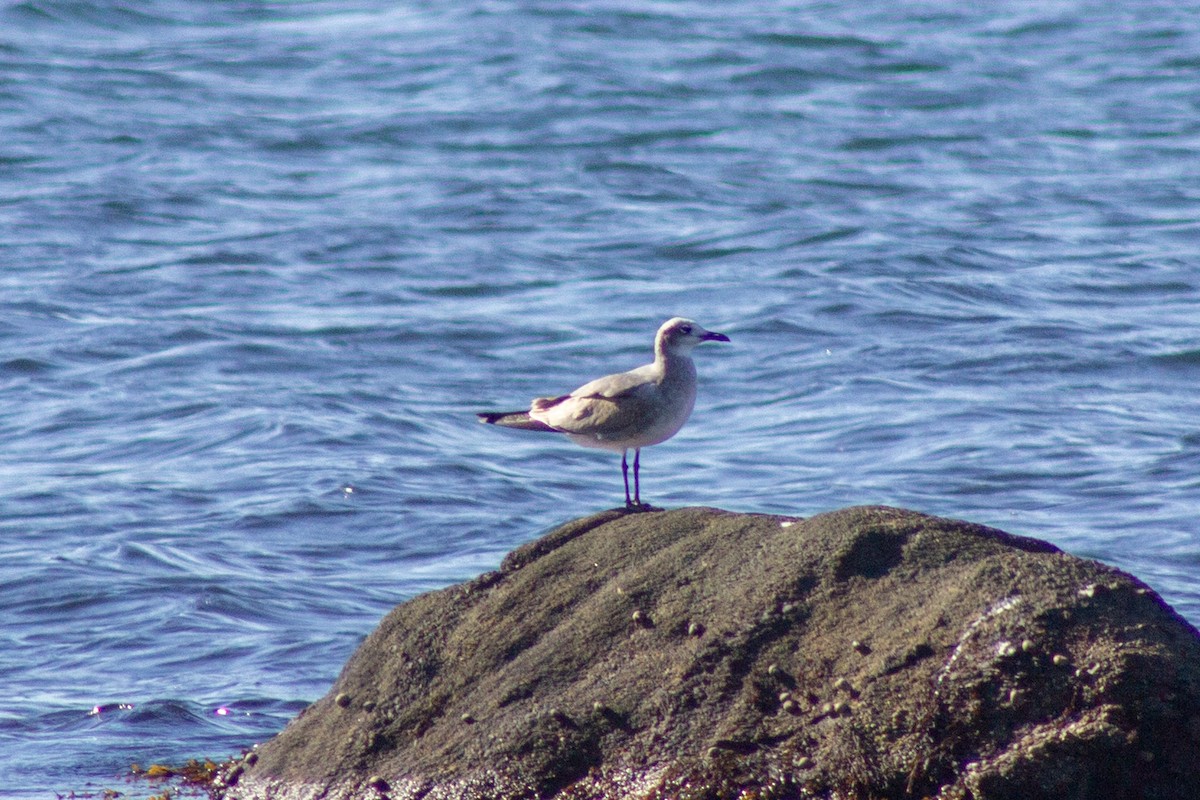 ワライカモメ - ML644245158