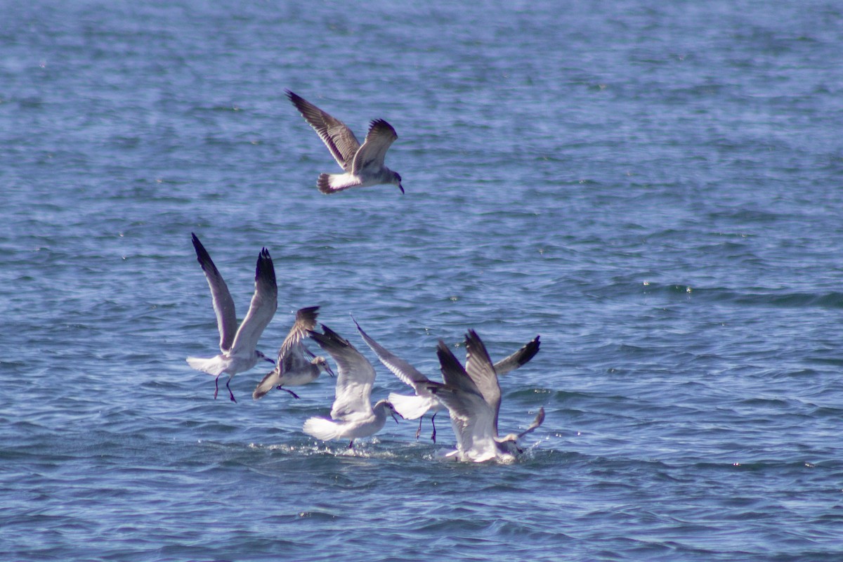 ワライカモメ - ML644245159