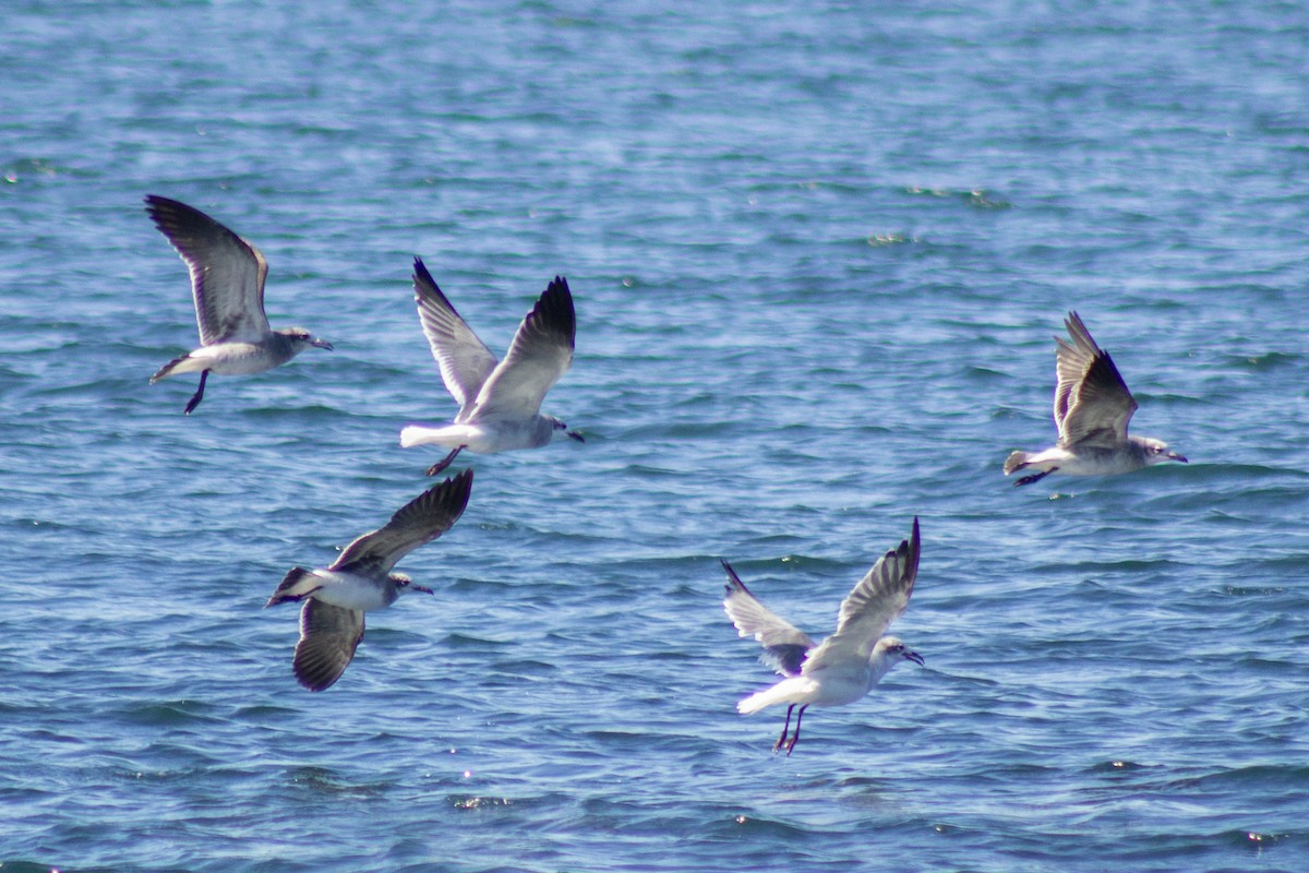 ワライカモメ - ML644245160