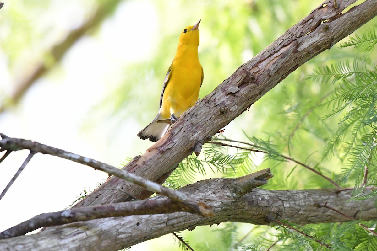 Prothonotary Warbler - ML644245169