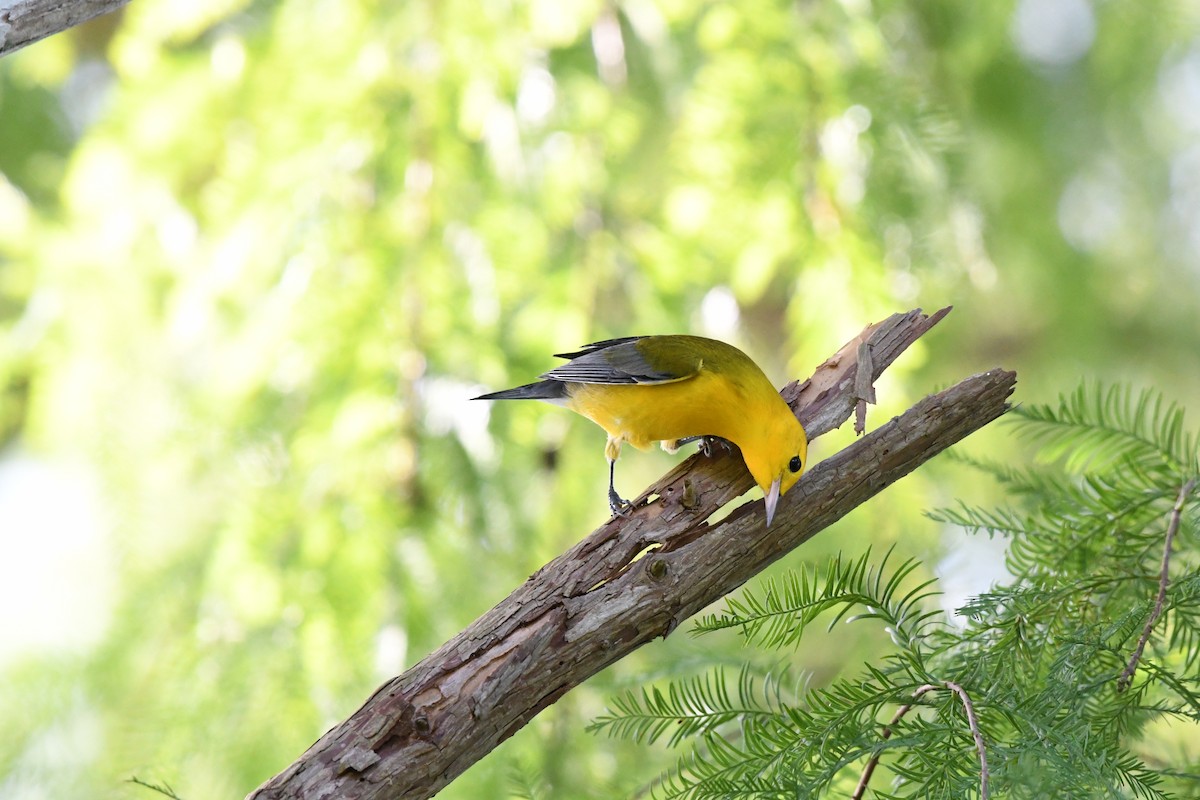 Prothonotary Warbler - ML644245170