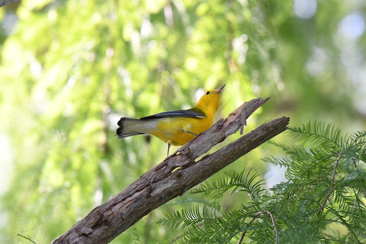 Prothonotary Warbler - ML644245171