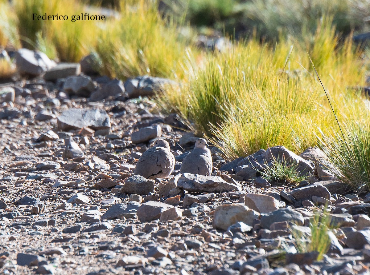 Black-winged Ground Dove - ML644245177